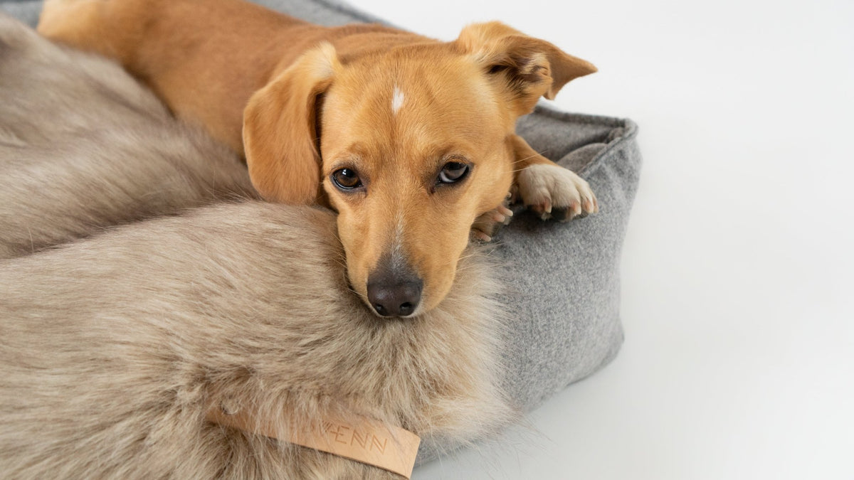 Föra | Couverture greige double face douce et chaude pour chien - Jean - Poil - Greige