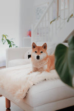Föra | Couverture greige double face douce et chaude pour chien - Jean - Poil - Greige