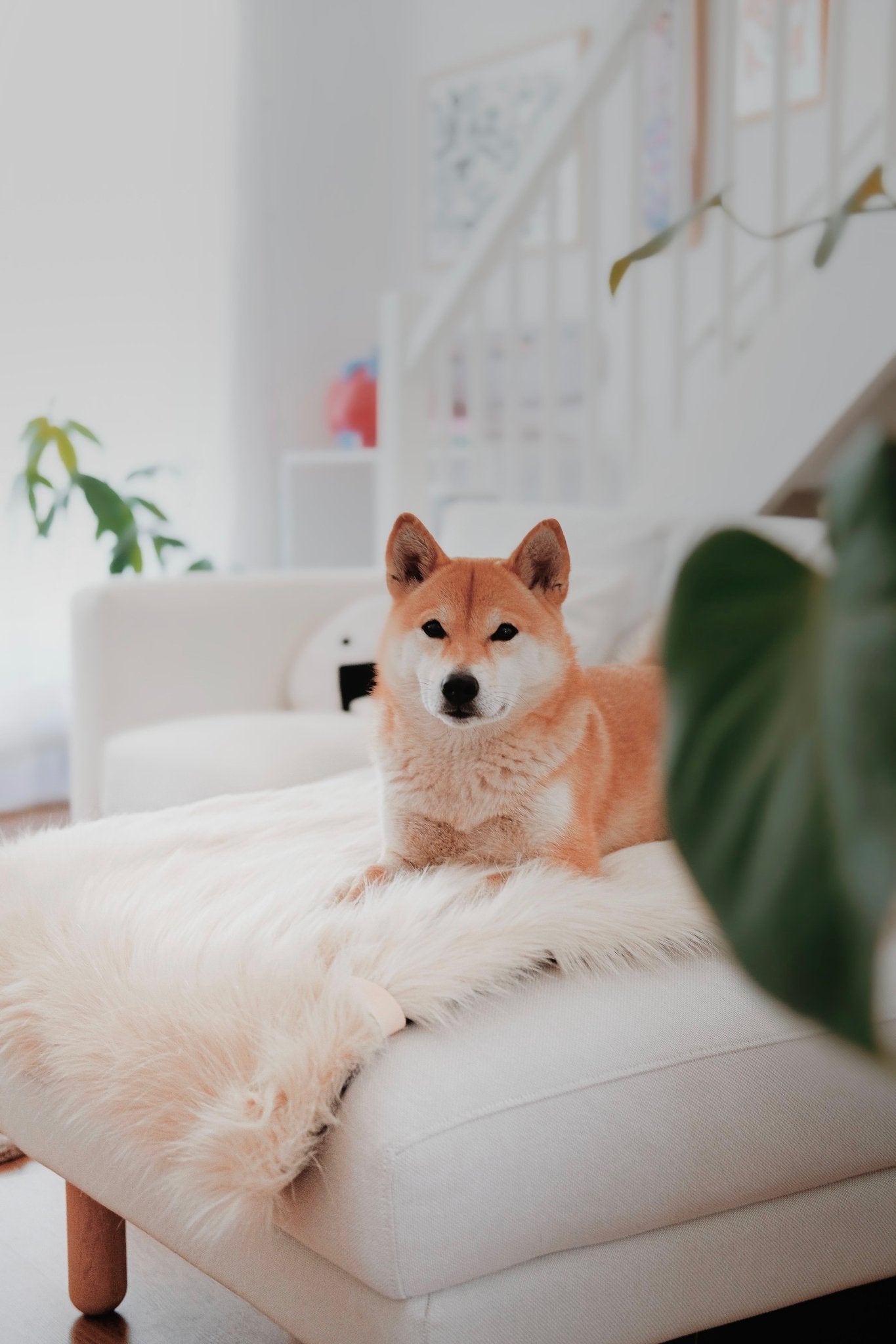 Föra | Couverture greige double face douce et chaude pour chien - Jean - Poil - Greige