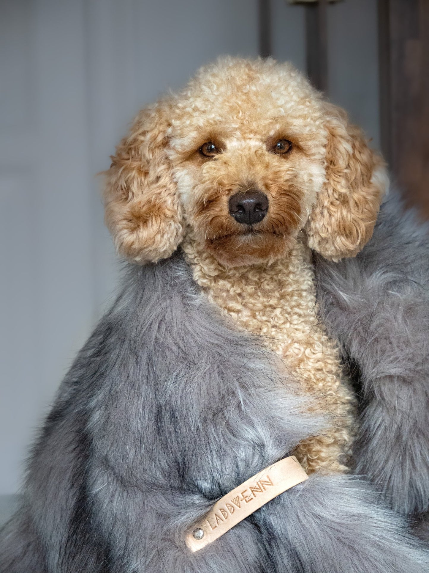 Föra | Couverture greige double face douce et chaude pour chien - Jean - Poil - Greige