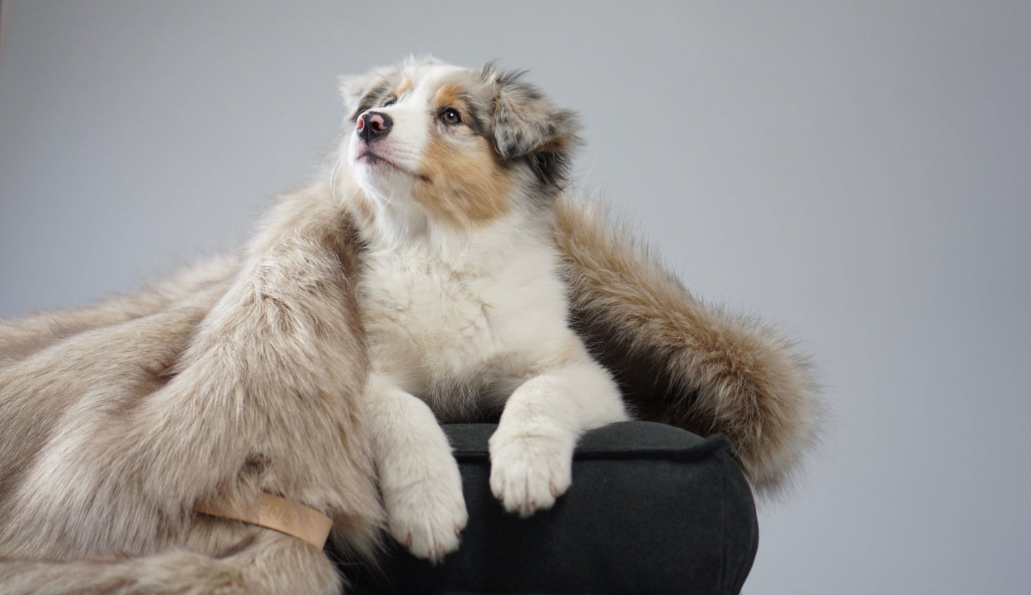 Föra | Couverture greige double face douce et chaude pour chien - Jean - Poil - Greige