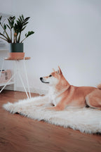 Föra | Couverture greige double face douce et chaude pour chien - Jean - Poil - Greige