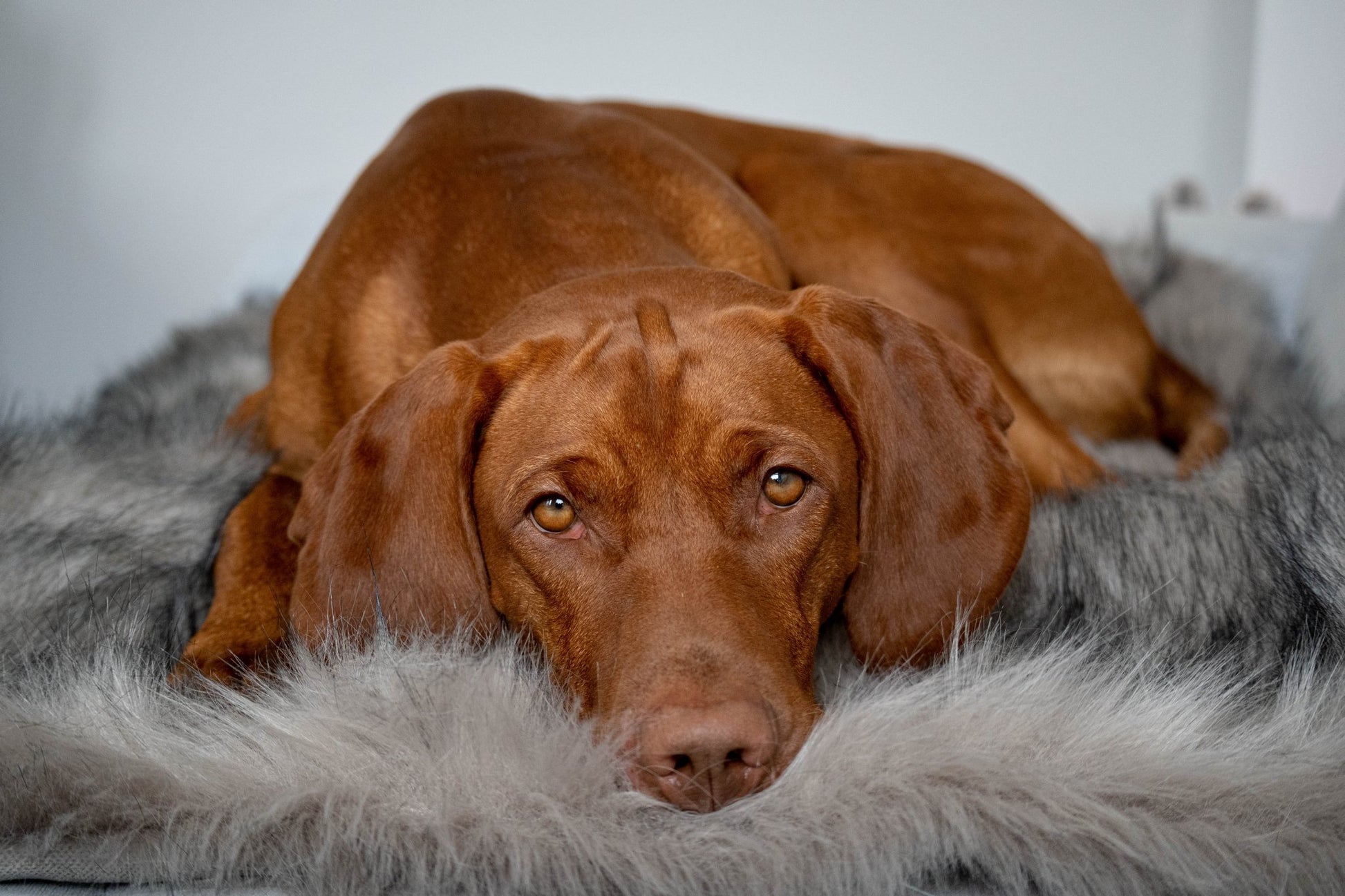 Föra | Couverture greige double face douce et chaude pour chien - Jean - Poil - Greige