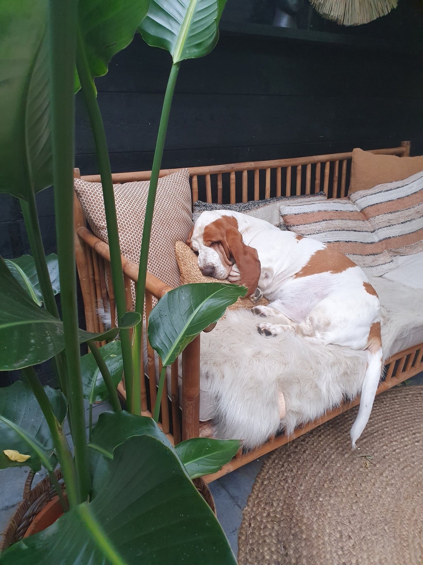 Föra | Couverture greige double face douce et chaude pour chien - Jean - Poil - Greige