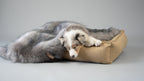 Föra | Couverture greige double face douce et chaude pour chien - Jean - Poil - Greige