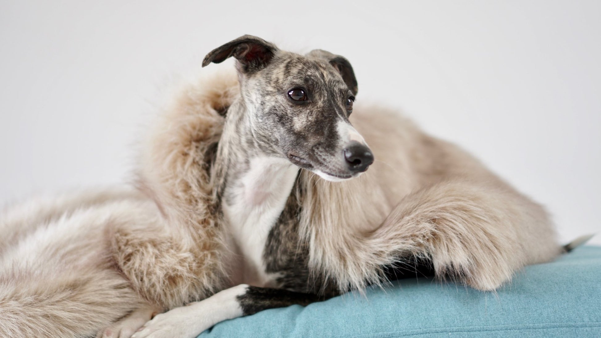 Föra | Couverture greige double face douce et chaude pour chien - Jean - Poil - Greige