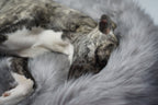 Föra | Couverture greige double face douce et chaude pour chien - Jean - Poil - Greige