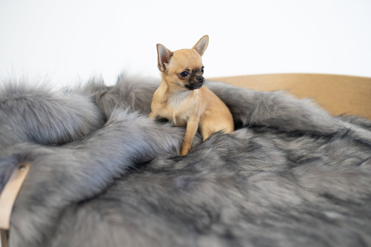 Föra | Couverture greige double face douce et chaude pour chien - Jean - Poil - Greige
