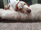 Föra | Couverture greige double face douce et chaude pour chien - Jean - Poil - Greige