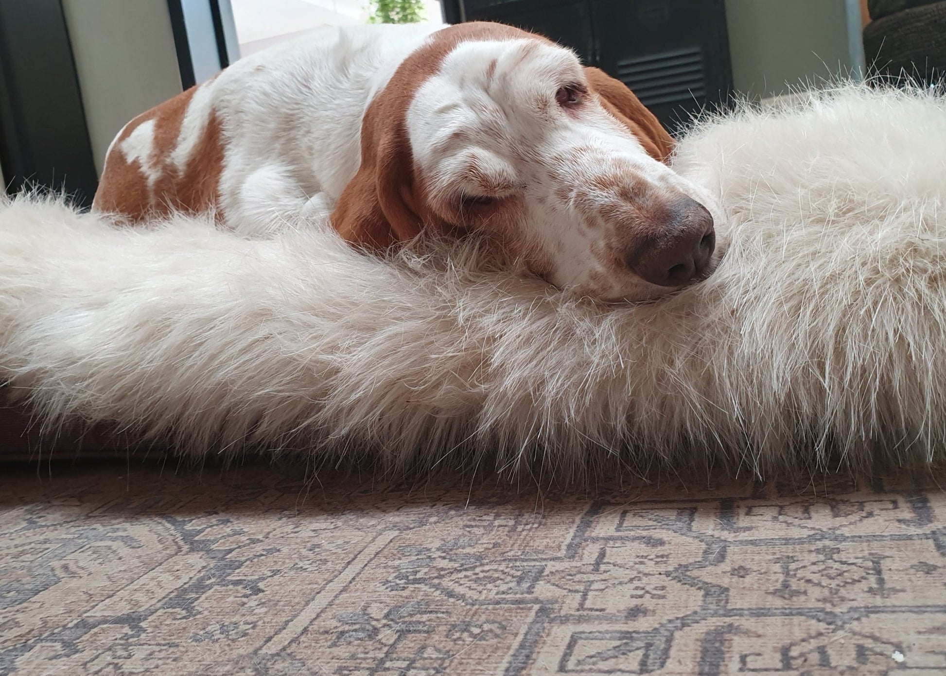Föra | Couverture greige double face douce et chaude pour chien - Jean - Poil - Greige