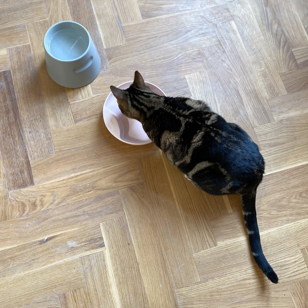 Gamelle plate en porcelaine pour chat - Jean - Poil - Gris