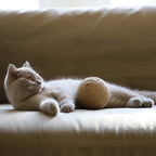 Globes | Jouets en sisal pour chat, lot de 3 - Jean - Poil - 