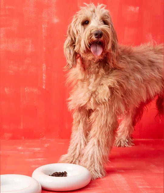 Hotdog | Gamelle en céramique artisanale jaune pour chat - Jean - Poil - Blanc