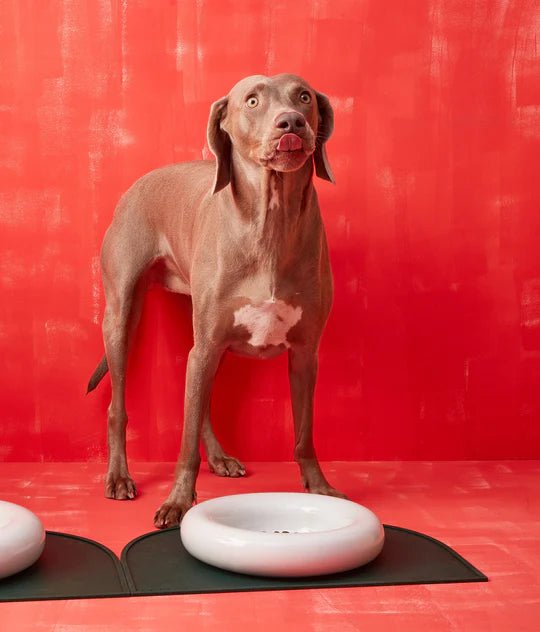 Hotdog | Gamelle en céramique artisanale jaune pour chat - Jean - Poil - Blanc
