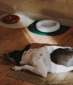 Hotdog | Gamelle en céramique artisanale jaune pour chat - Jean - Poil - Blanc