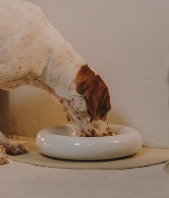 Hotdog | Gamelle en céramique artisanale jaune pour chat - Jean - Poil - Blanc