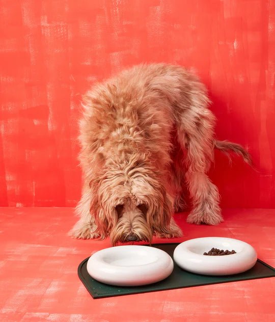 Hotdog | Gamelle en céramique artisanale jaune pour chat - Jean - Poil - Blanc