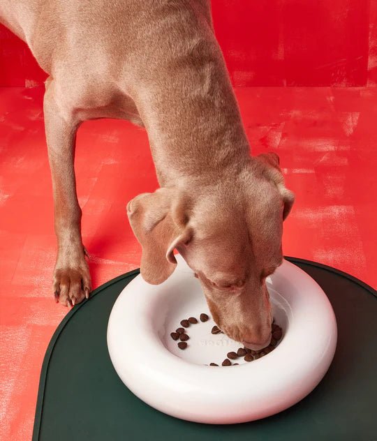 Hotdog | Gamelle en céramique artisanale jaune pour chat - Jean - Poil - Blanc