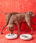 Hotdog | Gamelle en céramique artisanale jaune pour chat - Jean - Poil - Blanc