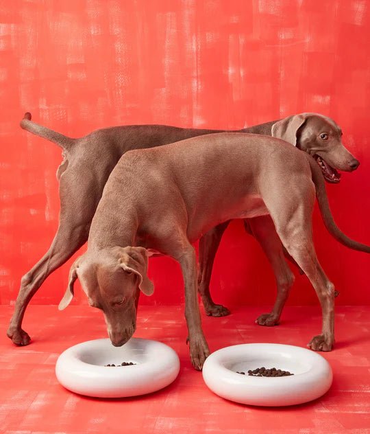Hotdog | Gamelle en céramique artisanale jaune pour chat - Jean - Poil - Blanc