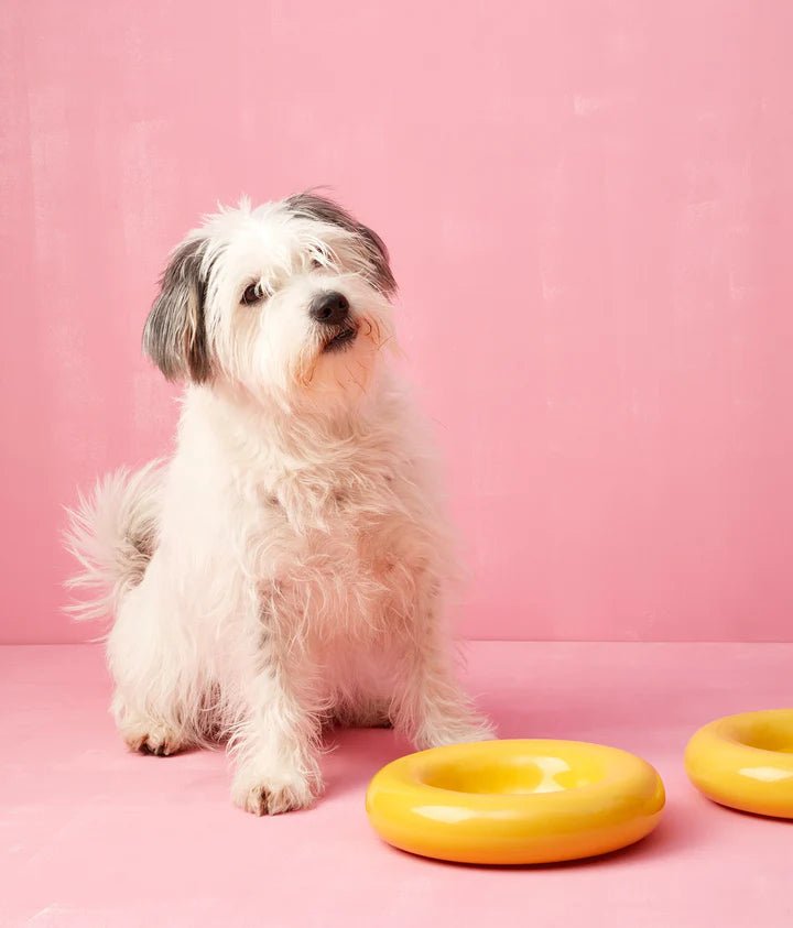 Hotdog | Gamelle en céramique artisanale jaune pour chat - Jean - Poil - Jaune