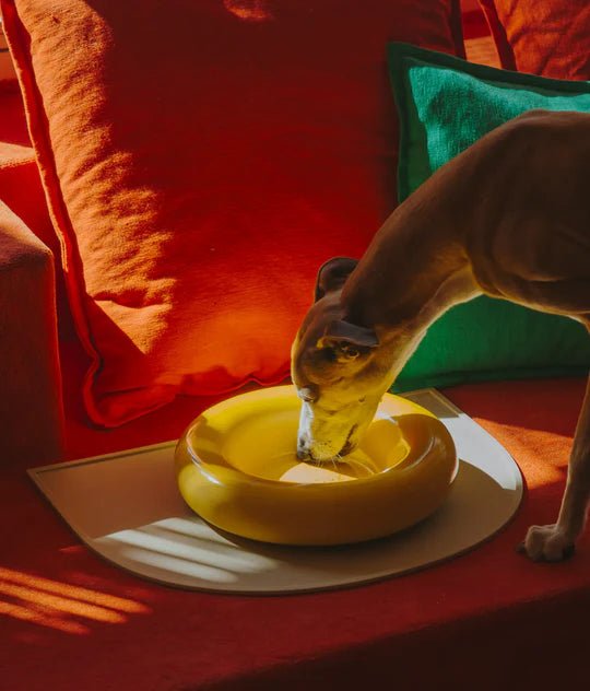 Hotdog | Gamelle en céramique artisanale jaune pour chat - Jean - Poil - Jaune