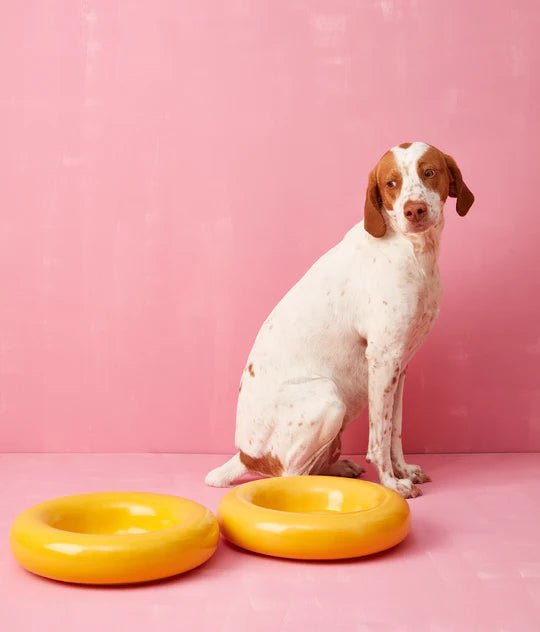 Hotdog | Gamelle en céramique artisanale jaune pour chat - Jean - Poil - Jaune