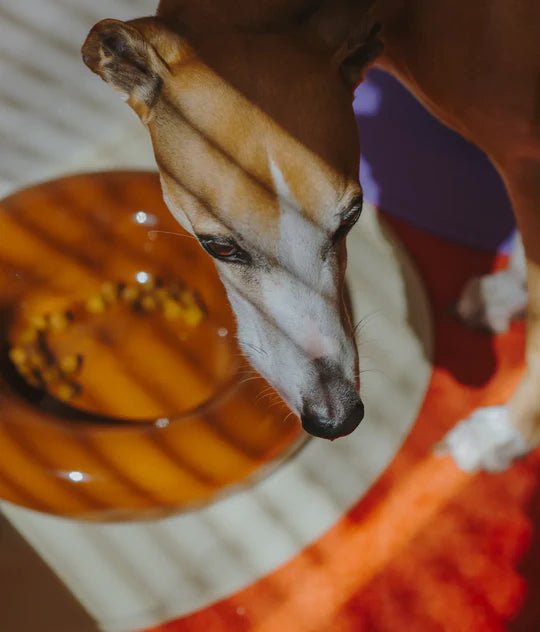 Hotdog | Gamelle en céramique artisanale jaune pour chat - Jean - Poil - Marron
