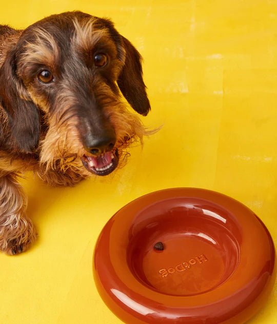 Hotdog | Gamelle en céramique artisanale jaune pour chat - Jean - Poil - Marron