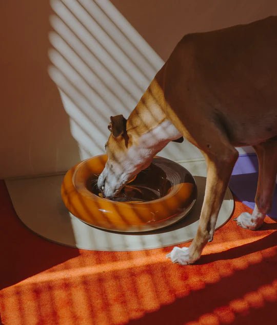 Hotdog | Gamelle en céramique artisanale jaune pour chat - Jean - Poil - Marron