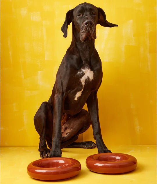 Hotdog | Gamelle en céramique artisanale jaune pour chat - Jean - Poil - Marron