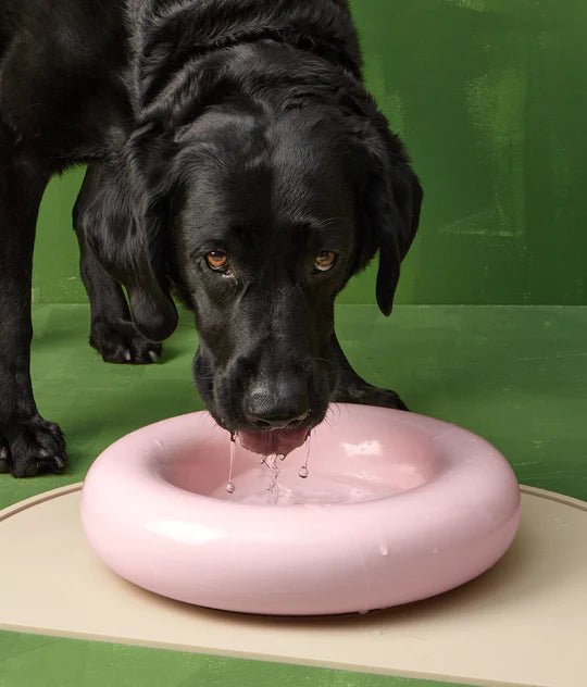 Hotdog | Gamelle en céramique artisanale jaune pour chat - Jean - Poil - Rose