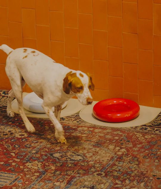Hotdog | Gamelle en céramique artisanale jaune pour chat - Jean - Poil - Rouge