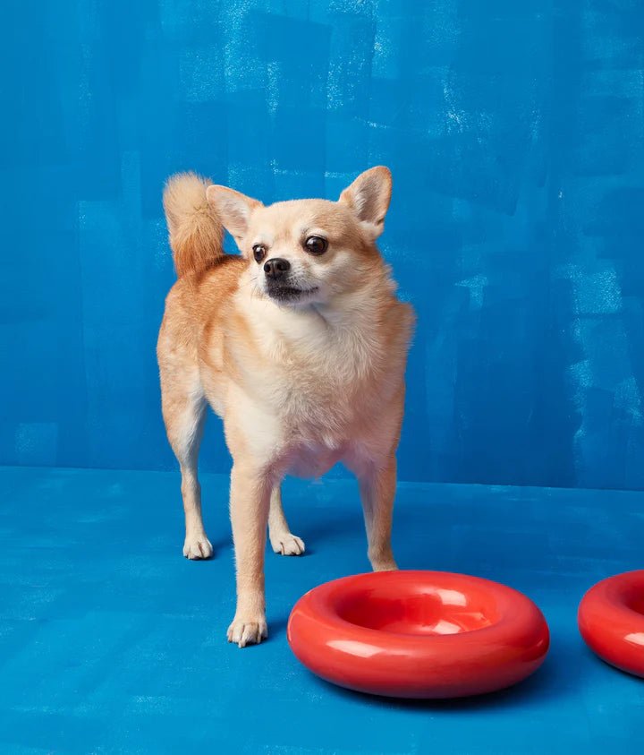 Hotdog | Gamelle en céramique artisanale jaune pour chat - Jean - Poil - Rouge