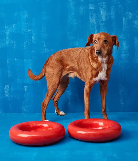 Hotdog | Gamelle en céramique artisanale jaune pour chat - Jean - Poil - Rouge