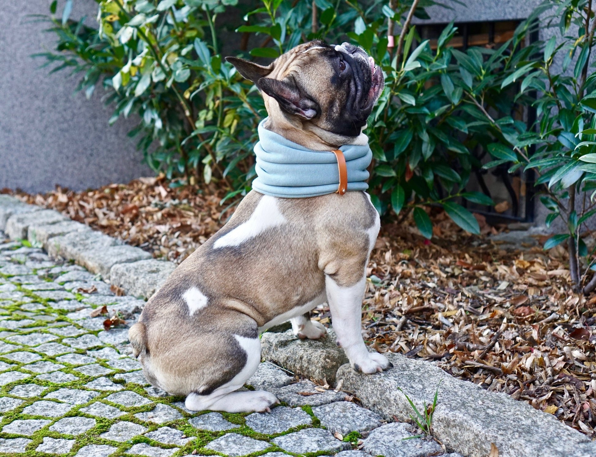 Inko | Cache - cou pour chien - Jean - Poil - Gris clair