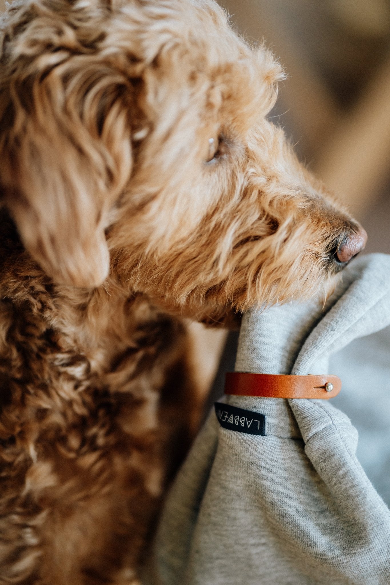 Inko | Cache - cou pour chien - Jean - Poil - Gris clair
