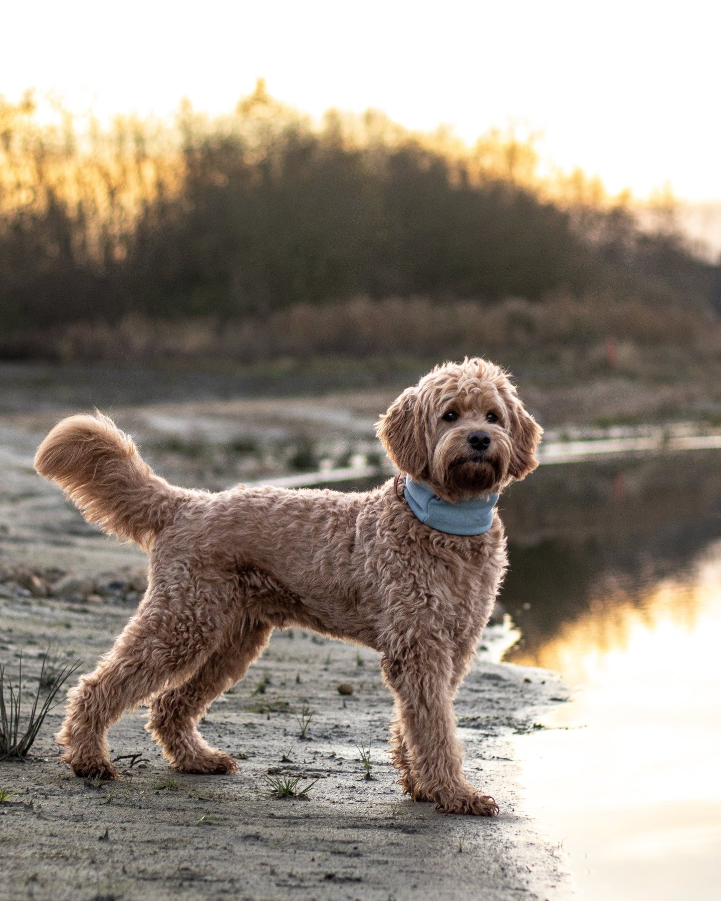 Inko | Cache - cou pour chien - Jean - Poil - Gris clair