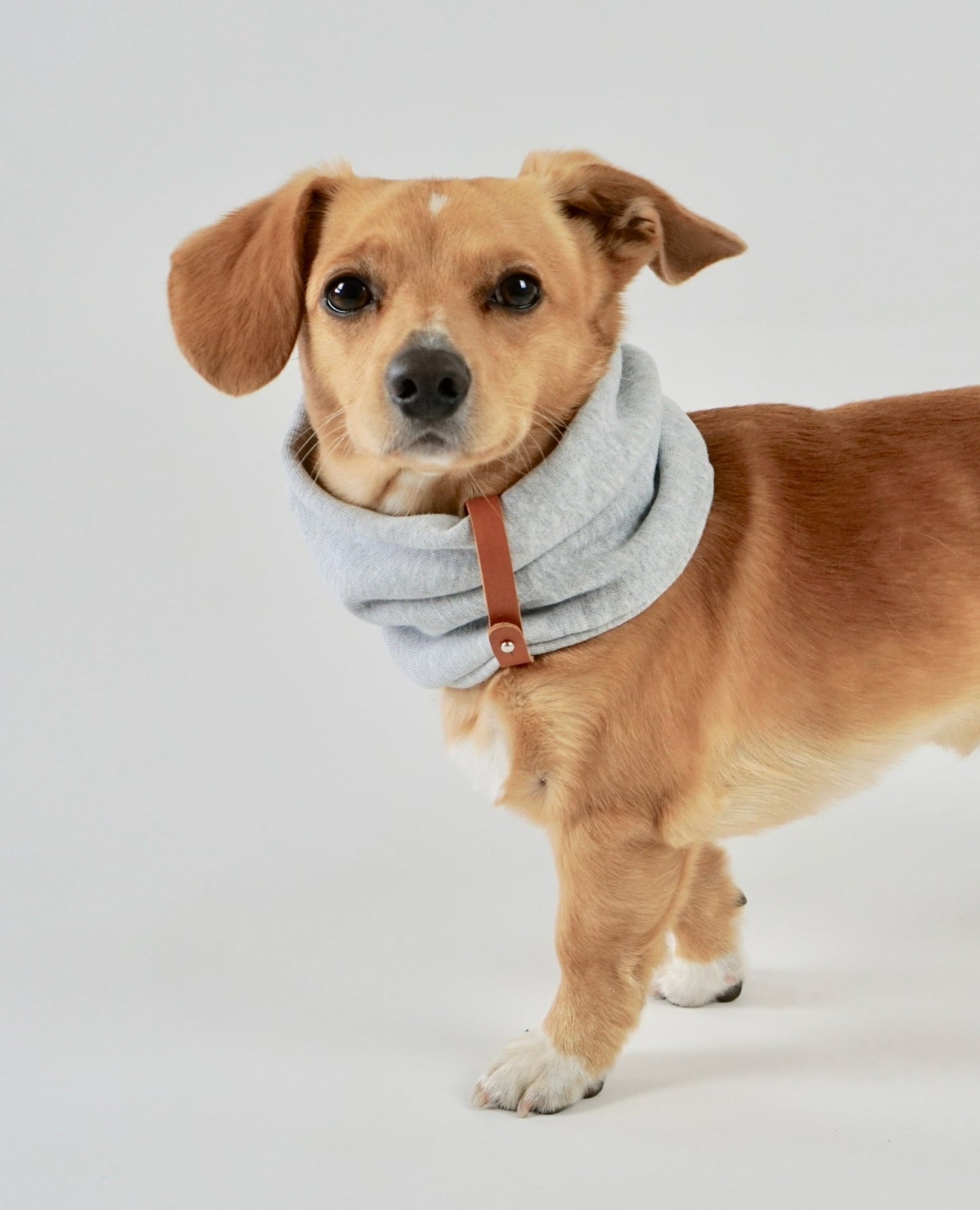 Inko | Cache - cou pour chien - Jean - Poil - Gris clair