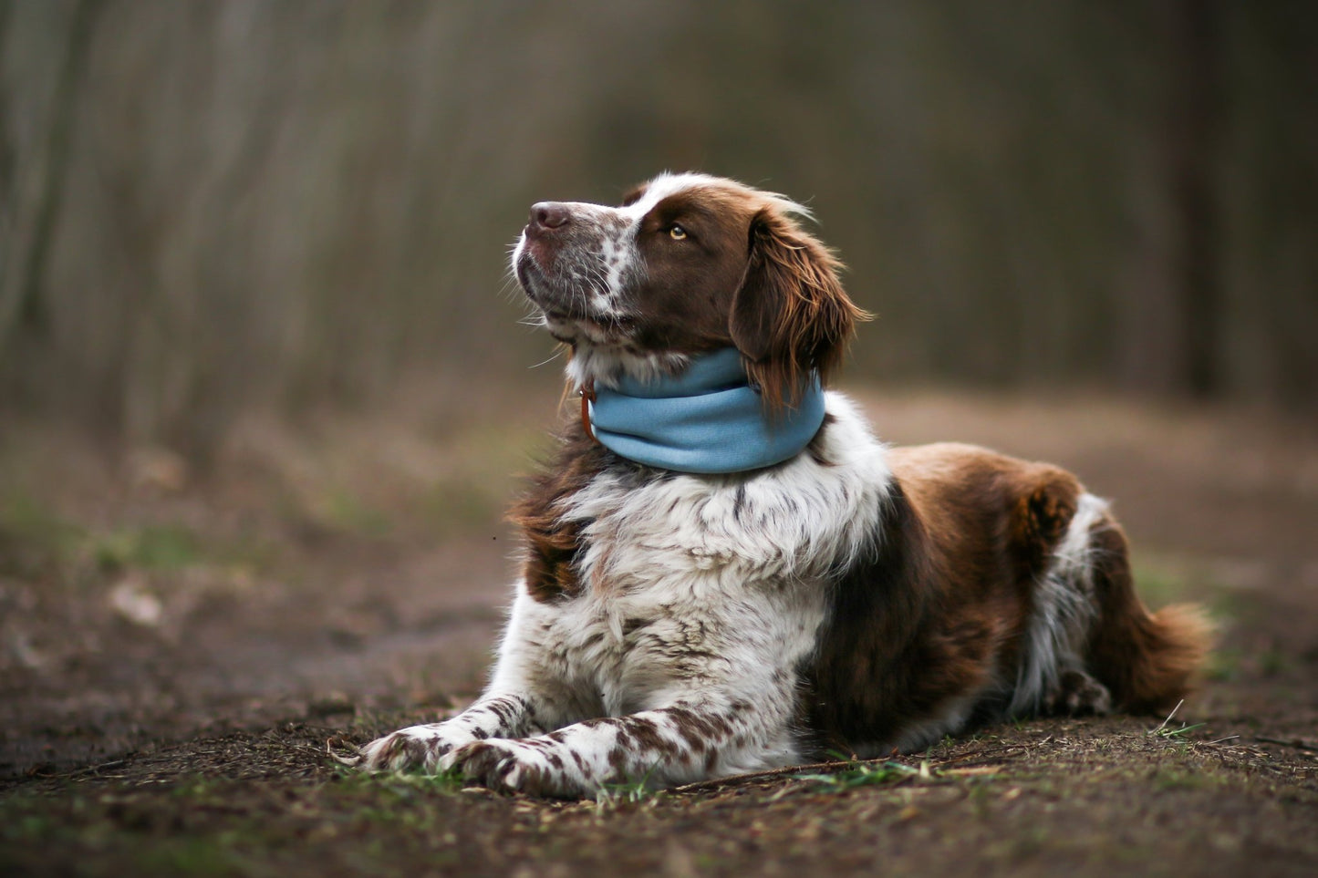 Inko | Cache - cou pour chien - Jean - Poil - Gris clair