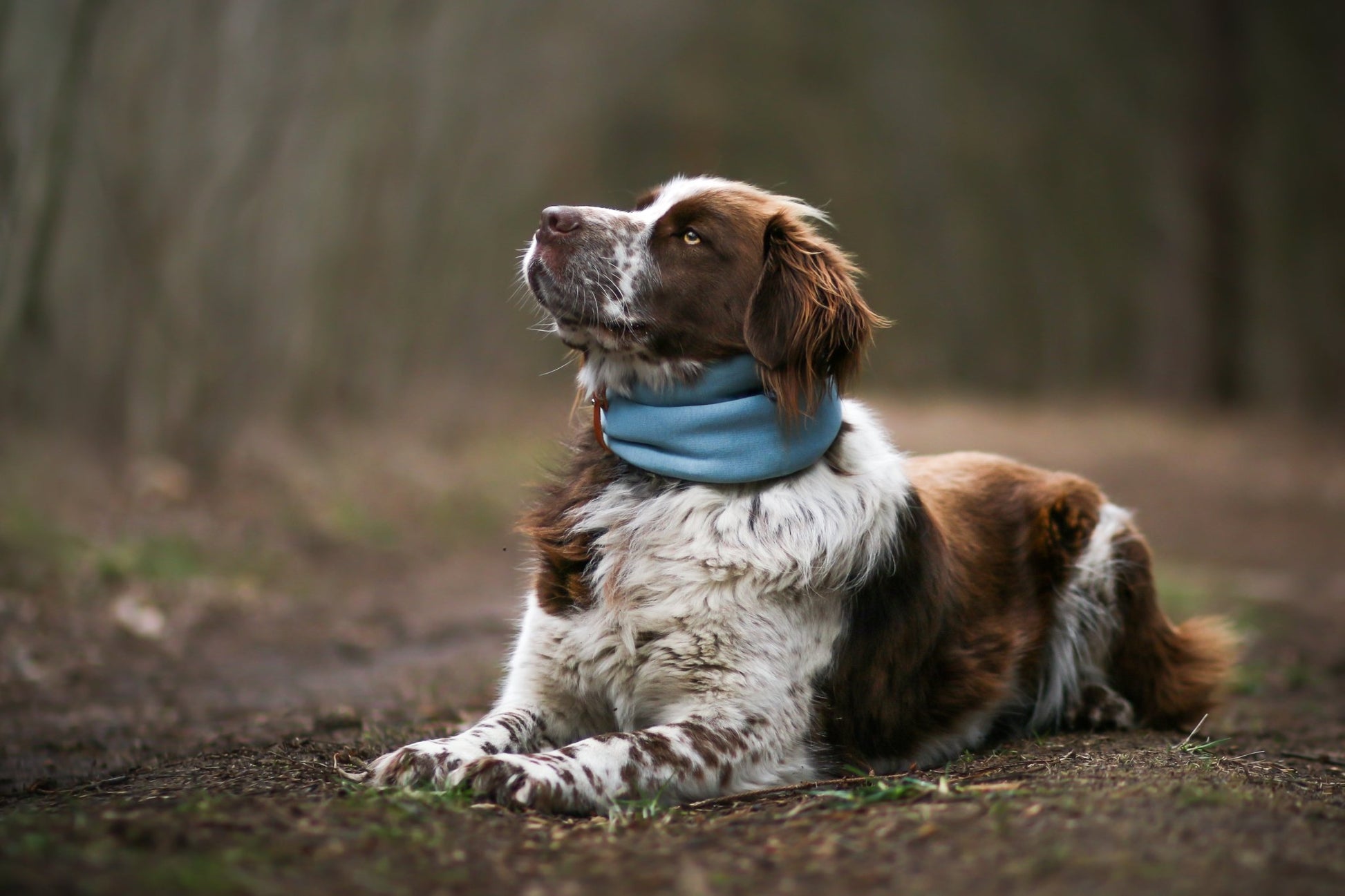 Inko | Cache - cou pour chien - Jean - Poil - Gris clair