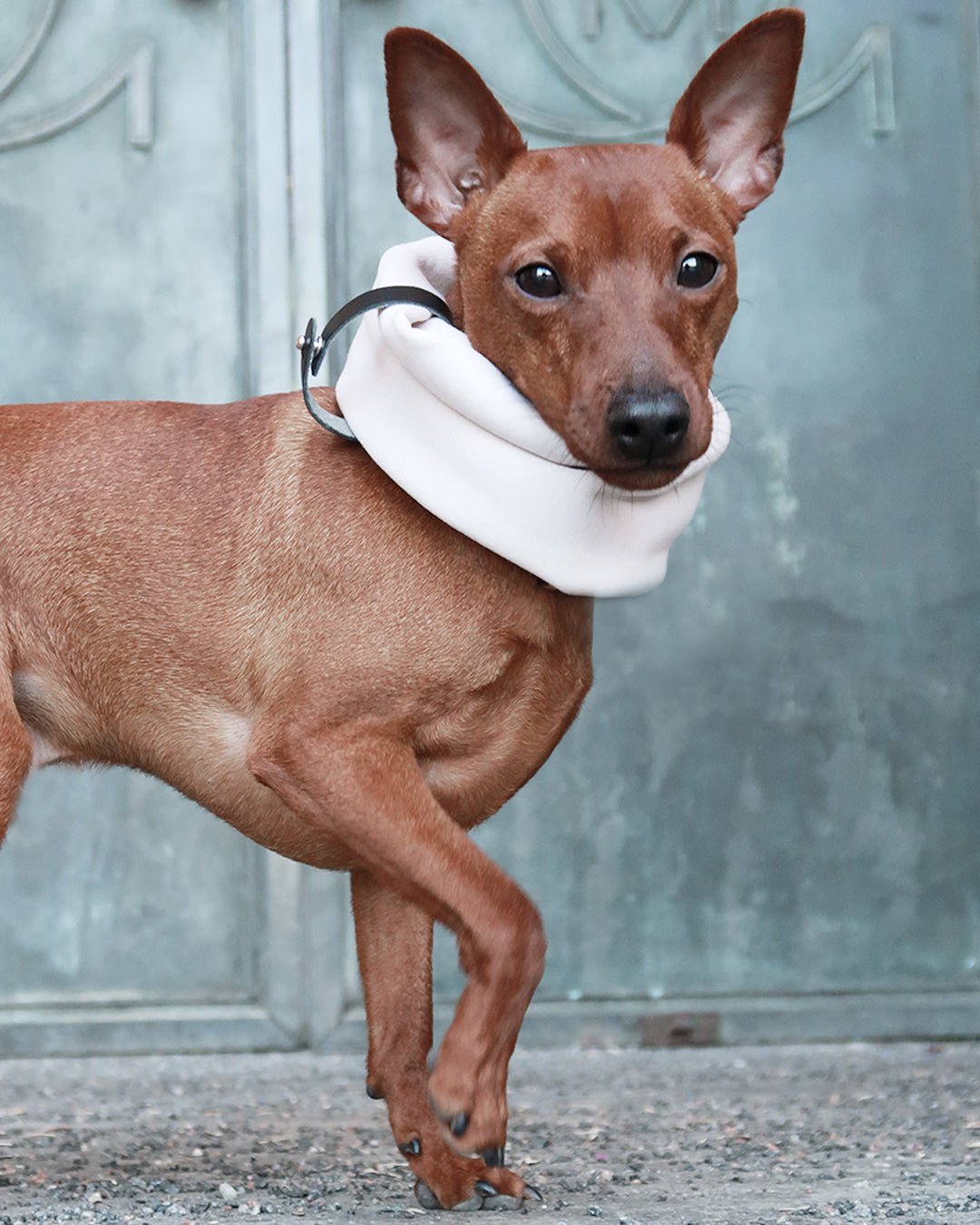 Inko | Cache - cou pour chien - Jean - Poil - Gris clair