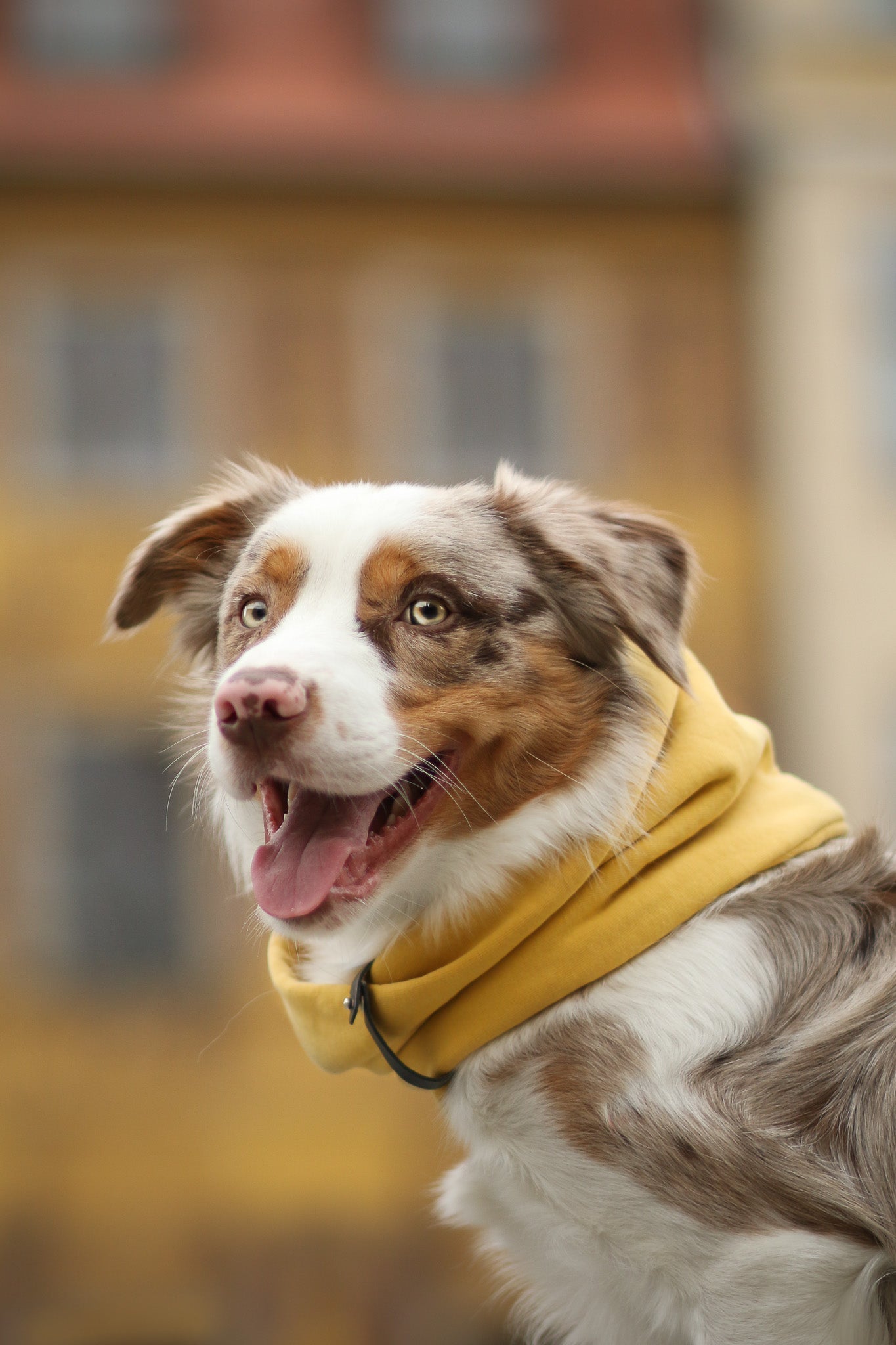 Inko | Cache - cou pour chien - Jean - Poil - Gris clair