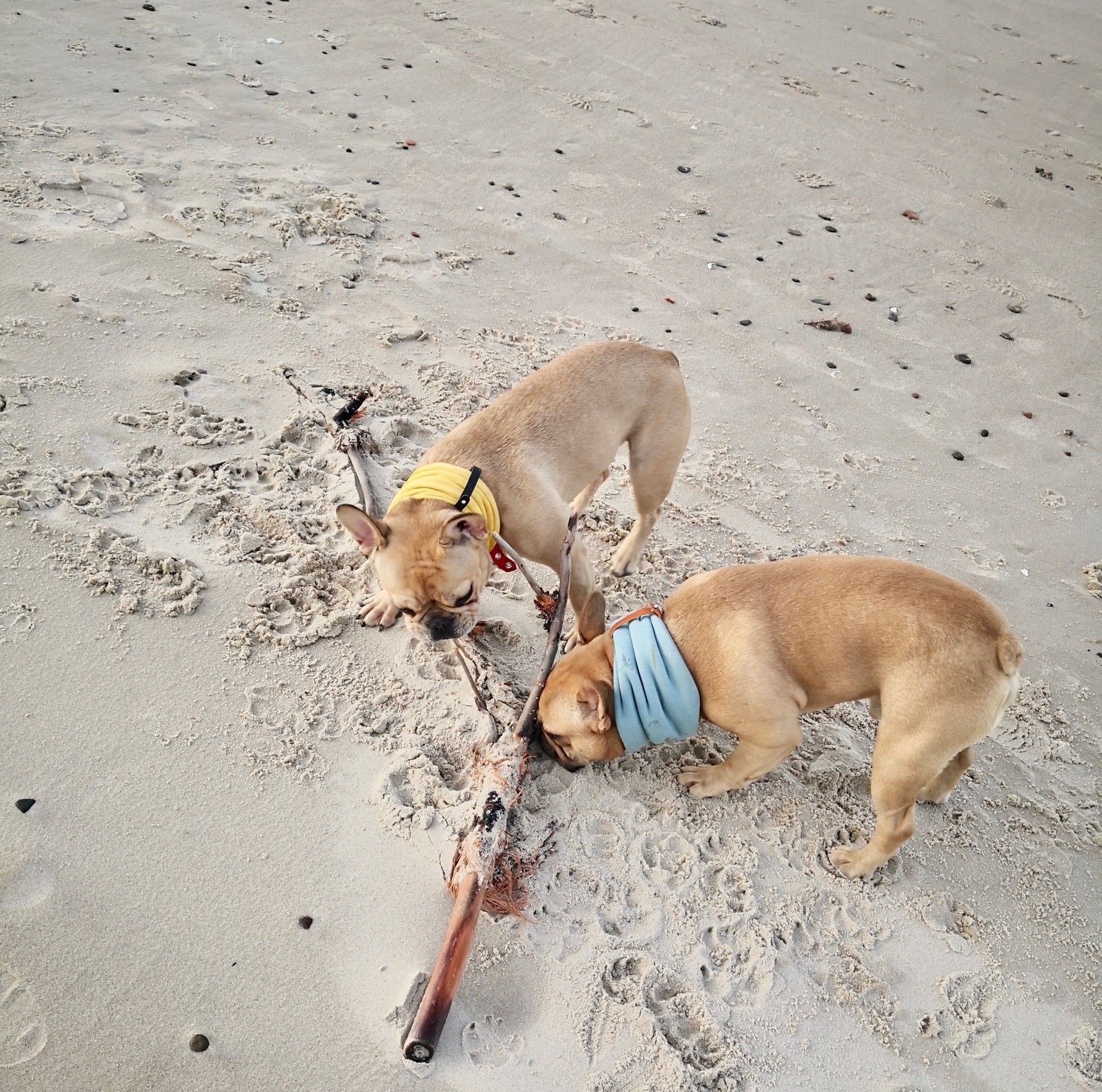 Inko | Cache - cou pour chien - Jean - Poil - Gris clair
