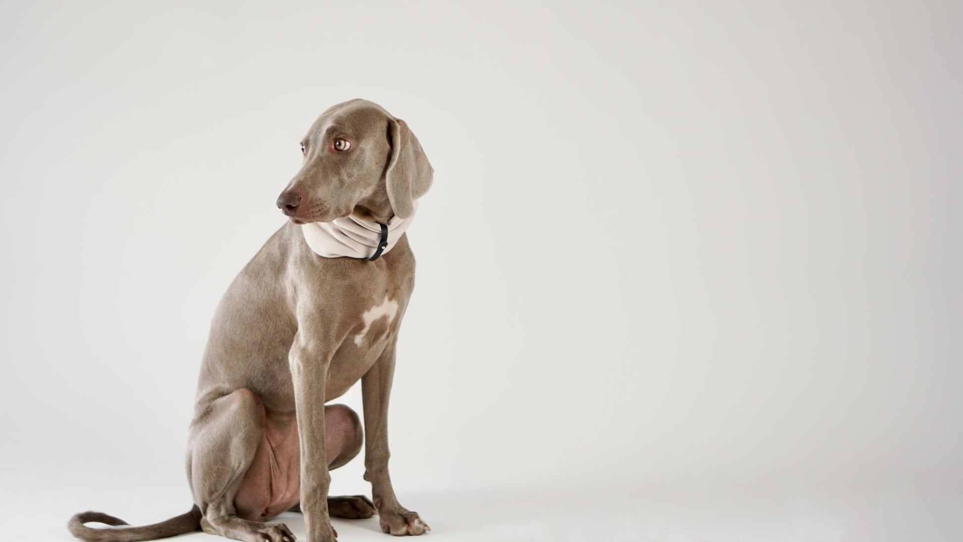 Inko | Cache - cou pour chien - Jean - Poil - Gris clair