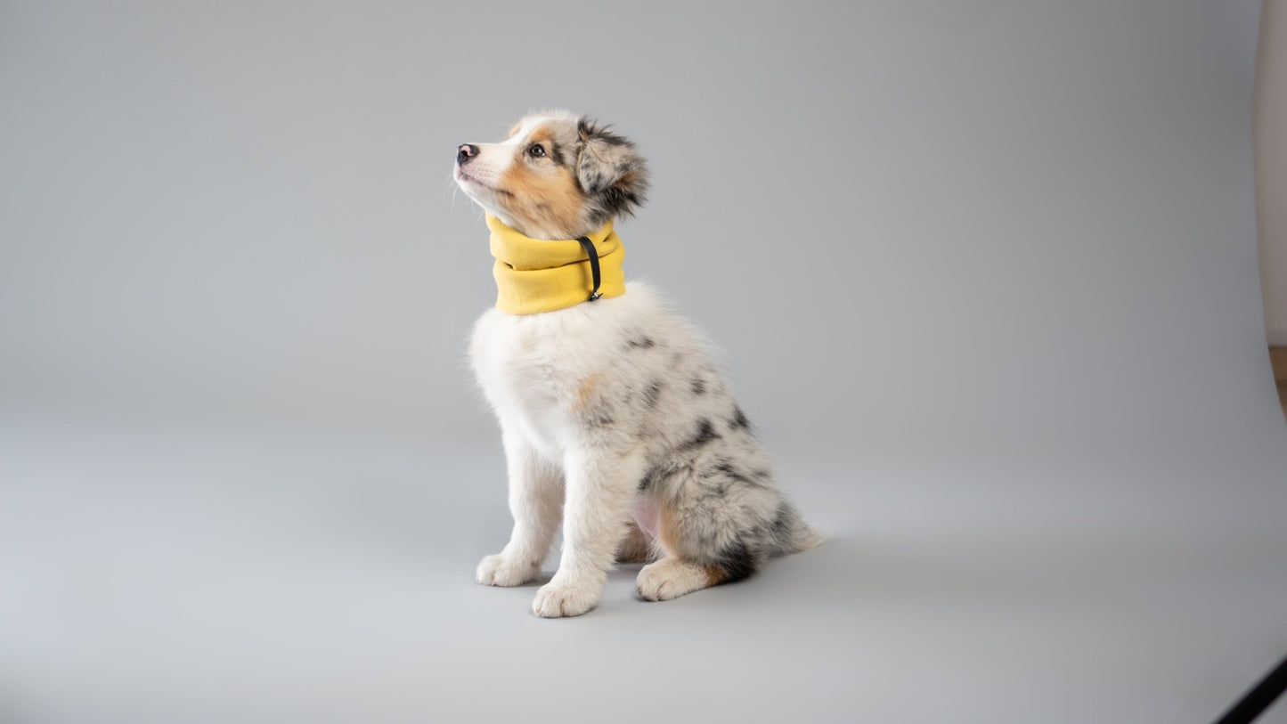 Inko | Cache - cou pour chien - Jean - Poil - Gris clair