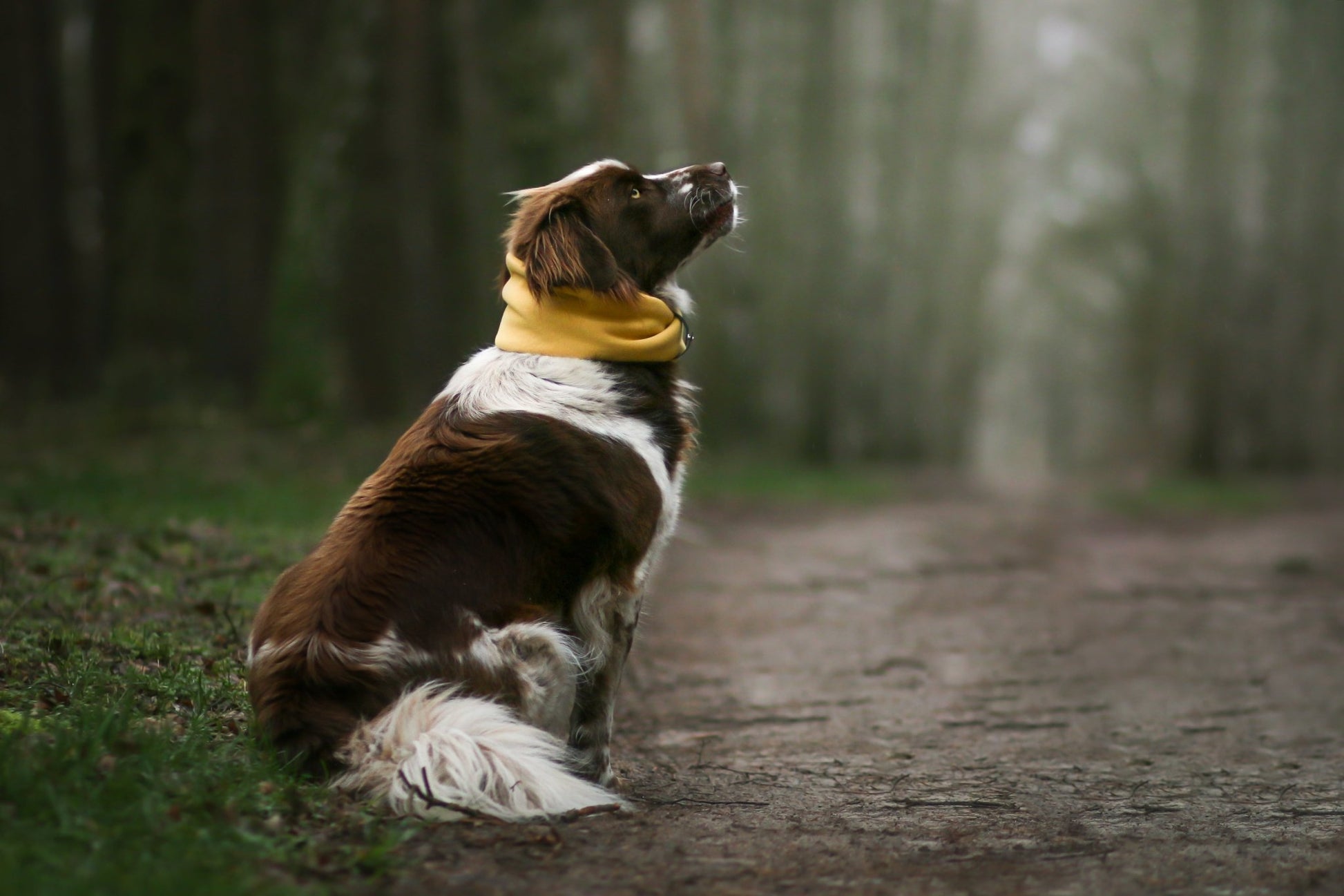 Inko | Cache - cou pour chien - Jean - Poil - Gris clair