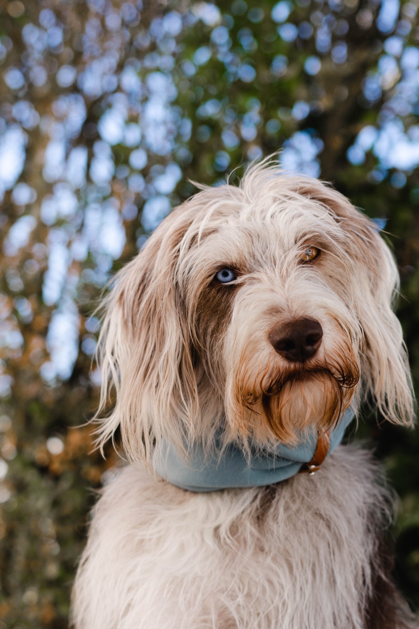 Inko | Cache - cou pour chien - Jean - Poil - Gris clair
