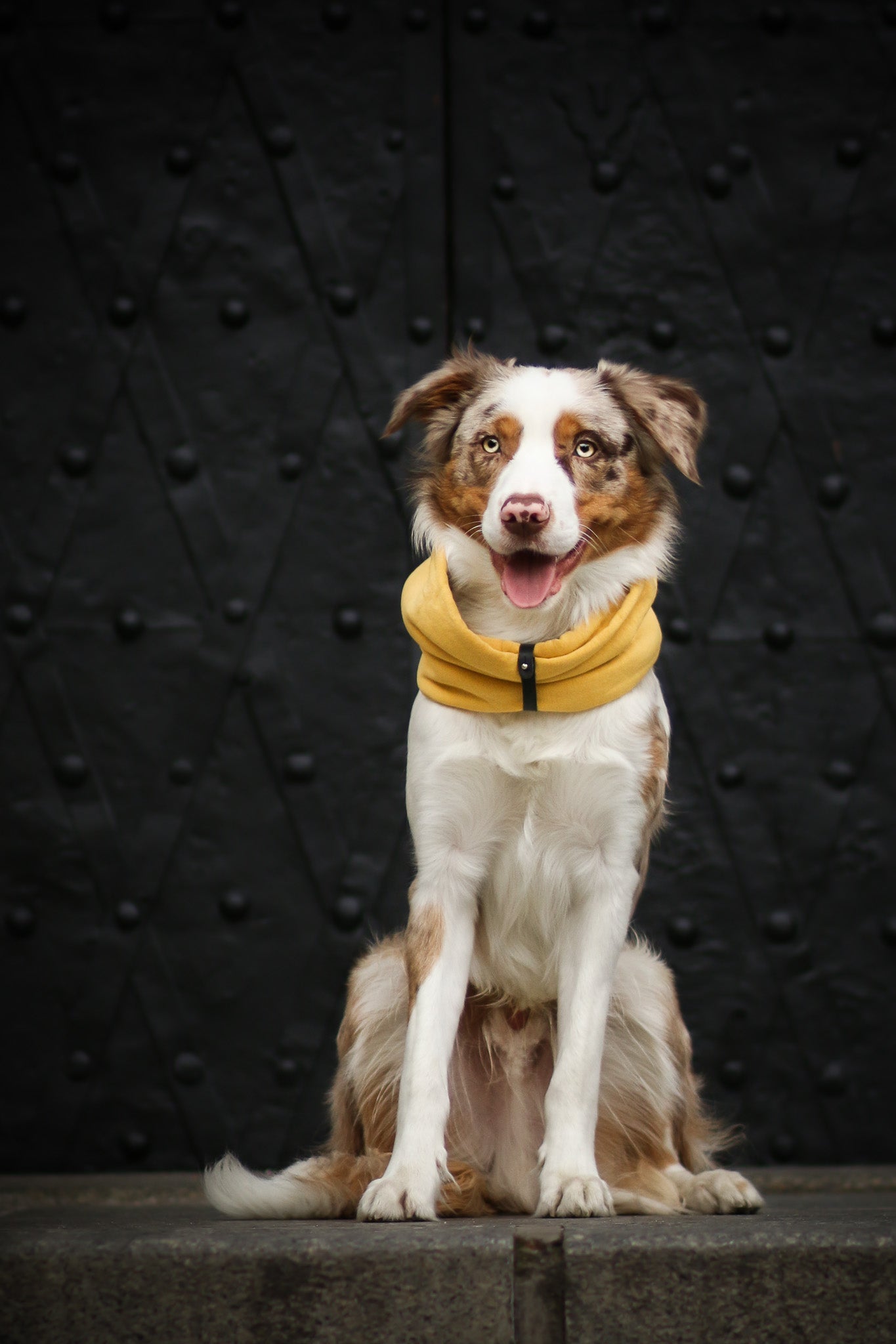 Inko | Cache - cou pour chien - Jean - Poil - Gris clair