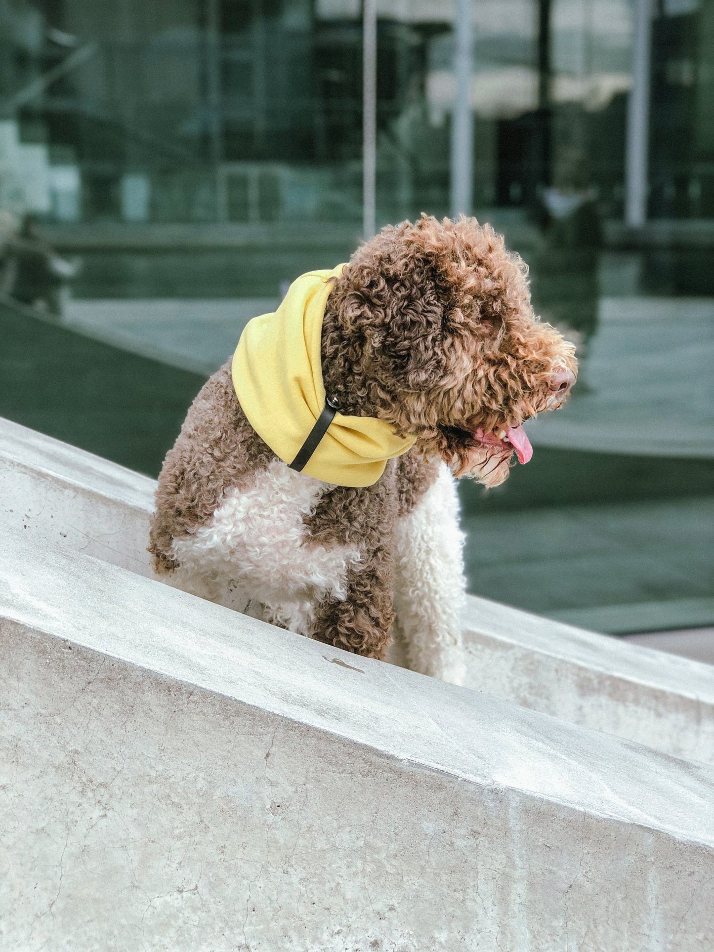 Inko | Cache - cou pour chien - Jean - Poil - Gris clair